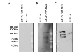 Western Blotting validation image for anti-DYKDDDDK Tag antibody (ABIN3181074)