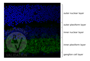 Immunohistochemistry validation image for anti-Glycine Transporter 1 (GLYT1) (AA 500-600) antibody (ABIN1841935)