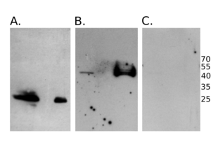 Western Blotting validation image for anti-HA-Tag antibody (ABIN2443910)