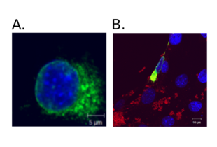 Immunocytochemistry validation image for anti-HA-Tag antibody (ABIN2443910)