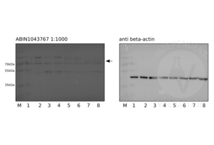 Western Blotting validation image for anti-Jagged 1 (JAG1) (Internal Region) antibody (ABIN1043767)