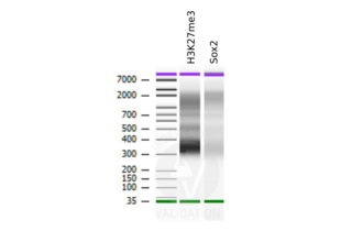 Cleavage Under Targets and Release Using Nuclease validation image for anti-SRY (Sex Determining Region Y)-Box 2 (SOX2) (Center) antibody (ABIN2855074)