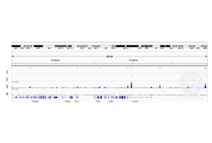Cleavage Under Targets and Release Using Nuclease validation image for anti-SRY (Sex Determining Region Y)-Box 2 (SOX2) (Center) antibody (ABIN2855074)