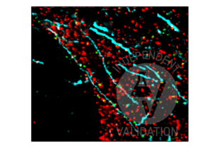 Multiplex Immunohistochemistry validation image for anti-Synapsin I (SYN1) (AA 362-511) antibody (ABIN5542390)