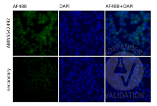 Immunofluorescence validation image for anti-Toll-Like Receptor 9 (TLR9) (AA 868-1016) antibody (ABIN5542492)