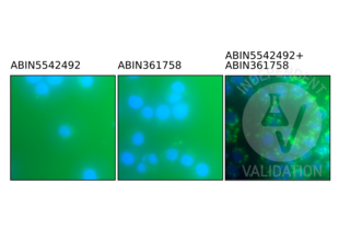 Proximity Ligation Assay validation image for anti-Toll-Like Receptor 9 (TLR9) (AA 868-1016) antibody (ABIN5542492)