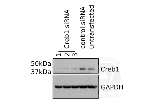 CREB1 抗体