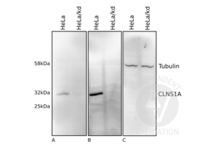 Western Blotting validation image for anti-Chloride Channel, Nucleotide-Sensitive, 1A (CLNS1A) antibody (ABIN4903315)