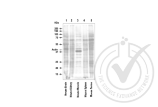Western Blotting validation image for anti-Actin, beta (ACTB) (AA 2-16) antibody (ABIN1742508)