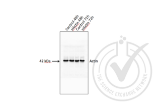 Western Blotting validation image for anti-Actin, beta (ACTB) (AA 2-16) antibody (ABIN1742508)