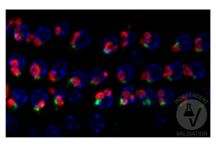Immunofluorescence validation image for anti-Solute Carrier Family 18 (Vesicular Acetylcholine), Member 3 (SLC18A3) (AA 475-530), (C-Term) antibody (ABIN1742304)
