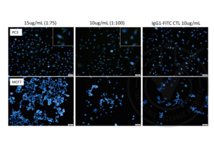 Immunofluorescence validation image for anti-Nestin (NES) antibody (FITC) (ABIN1774766)