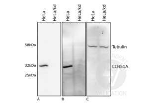 Western Blotting validation image for anti-Chloride Channel, Nucleotide-Sensitive, 1A (CLNS1A) antibody (ABIN2994159)