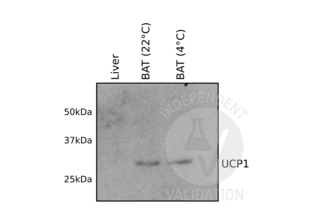 Western Blotting validation image for anti-Uncoupling Protein 1 (Mitochondrial, Proton Carrier) (UCP1) (AA 179-296) antibody (ABIN3056733)