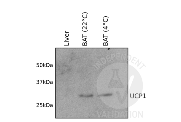 UCP1 抗体  (AA 179-296)
