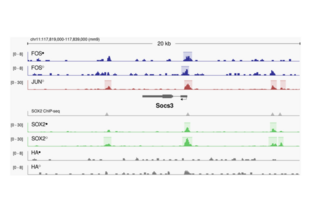Cleavage Under Targets and Release Using Nuclease validation image for anti-c-Fos (c-Fos) (N-Term) antibody (ABIN2682008)