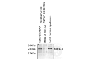 Western Blotting validation image for anti-RAB11A, Member RAS Oncogene Family (RAB11A) (C-Term) antibody (ABIN2346690)