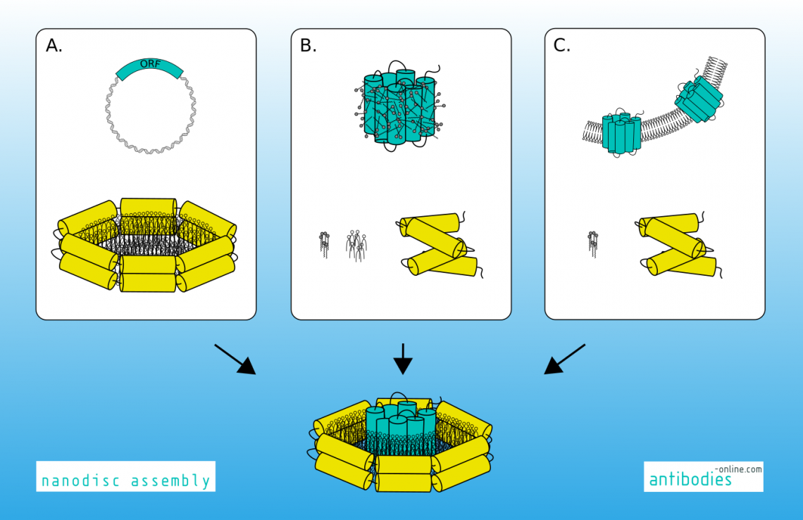 Fig.2: Reconstitution of membrane proteins into nanodiscs.
