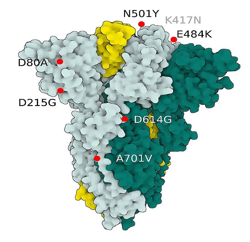 Fig.3 SARS-CoV-2 S Protein B.1.351 (beta)