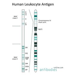 Human Leukocyte Antigen (HLA) in Adaptive Immune Response