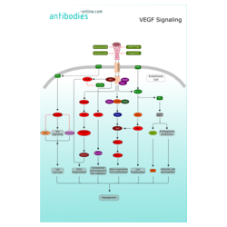 VEGF Signaling
