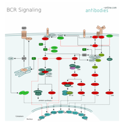 BCR Signaling