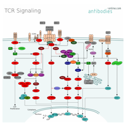 TCR Signaling