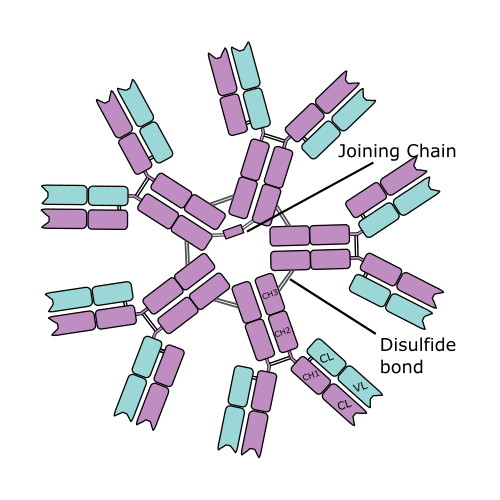 anti-Immunoglobulin M (IgM)  antibody