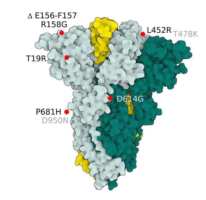 Fig.4 SARS-CoV-2 S Protein B.1.617.2 (delta)