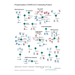The Global Phosphorylation Landscape of SARS-CoV-2 Infection