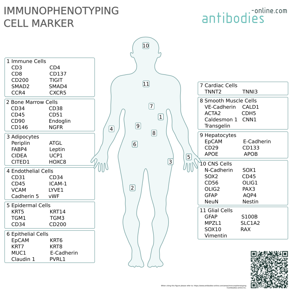 Selected Immunophenotyping Markers - antibodies-online.com