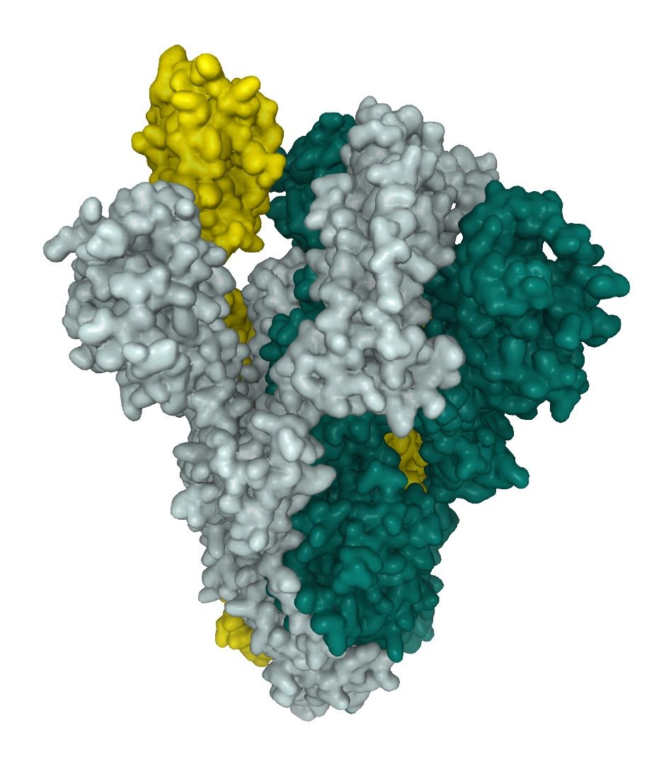 SARS-CoV-2 spike protein trimer with a single RBD in the up position
