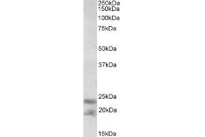 Image no. 1 for anti-Interleukin 25 (IL25) (AA 66-79) antibody (ABIN1590127)