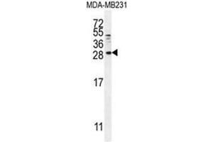 Image no. 2 for anti-Betacellulin (BTC) (AA 24-54), (N-Term) antibody (ABIN950656)