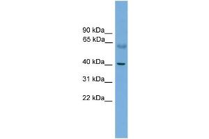 Image no. 1 for anti-Protein Kinase A, alpha (PRKACA) (N-Term) antibody (ABIN2787416)