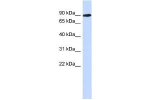 Image no. 1 for anti-phosphoglucomutase 2-Like 1 (PGM2L1) (N-Term) antibody (ABIN2786307)