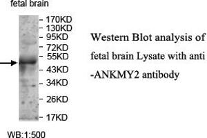 Image no. 1 for anti-Ankyrin Repeat and MYND Domain Containing 2 (ANKMY2) antibody (ABIN1574697)