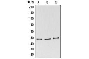 Image no. 2 for anti-BCL2-Associated Athanogene 4 (BAG4) (C-Term) antibody (ABIN2704519)