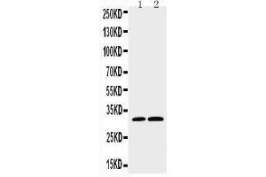 Image no. 2 for anti-Caspase 3 (CASP3) (AA 220-236), (C-Term) antibody (ABIN3044357)