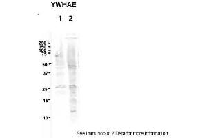 Image no. 2 for anti-14-3-3 epsilon (YWHAE) (Middle Region) antibody (ABIN2792142)
