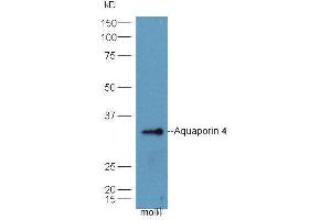 Aquaporin 4 抗体  (AA 271-323)