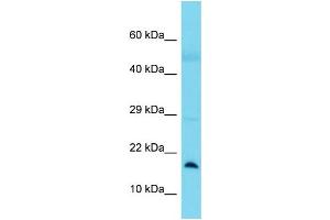Image no. 1 for anti-Biogenesis of Lysosomal Organelles Complex-1, Subunit 1 (BLOC1S1) (N-Term) antibody (ABIN2780368)