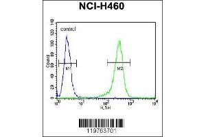 Image no. 3 for anti-CD2 (Cytoplasmic Tail) Binding Protein 2 (CD2BP2) (AA 24-52), (N-Term) antibody (ABIN654903)