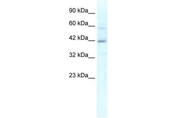KCTD10 Antikörper  (N-Term)