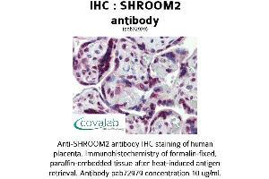 Image no. 2 for anti-Shroom Family Member 2 (SHROOM2) (AA 1554-1616) antibody (ABIN1739253)