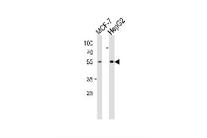 Image no. 3 for anti-Cytochrome P450, Family 2, Subfamily W, Polypeptide 1 (CYP2W1) (AA 7-33), (N-Term) antibody (ABIN392221)