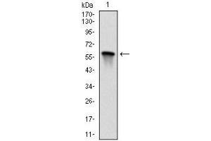 Image no. 1 for anti-Mitogen-Activated Protein Kinase Kinase 7 (MAP2K7) antibody (ABIN969271)