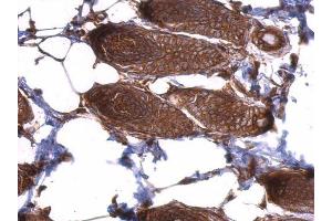 IHC-P Image EIF3D antibody detects EIF3D protein at cytosol on mouse skin by immunohistochemical analysis.