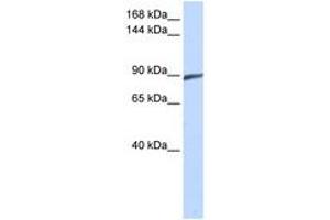 Image no. 1 for anti-Spermatogenesis Associated 5 (SPATA5) (C-Term) antibody (ABIN6741182)