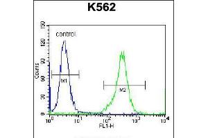 Image no. 2 for anti-Kell Blood Group, Metallo-Endopeptidase (KEL) (AA 214-243) antibody (ABIN5535589)